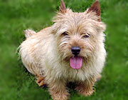 WINDERMER'S ABBEY | Norwich Terrier 