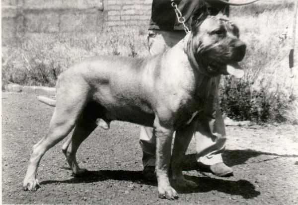 Vargas de Casa Pancho | Perro de Presa Canario 