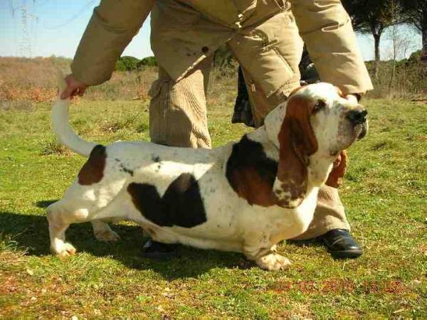 Aturrio de Los Banzos | Basset Hound 