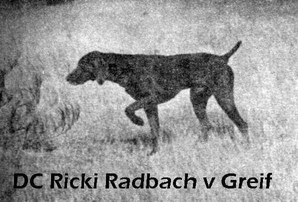 Ricki Radbach v Greif | German Shorthaired Pointer 