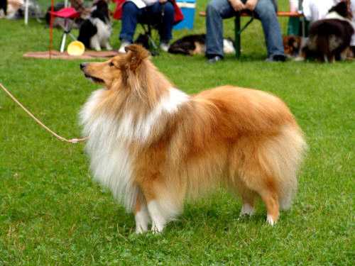 Hjalte's Skerlad Majestic Sound | Shetland Sheepdog 