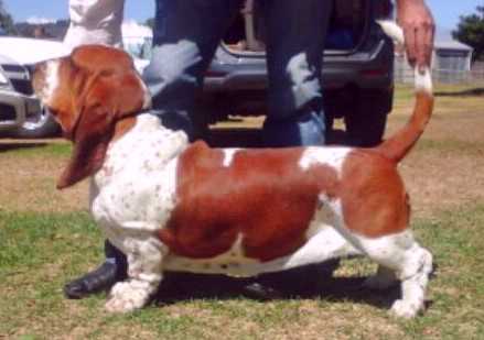 Tidalwaves Oakley | Basset Hound 