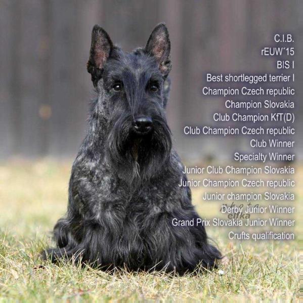 Calvin Majesco | Scottish Terrier 