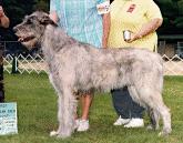 Ironweed Deataig | Irish Wolfhound 