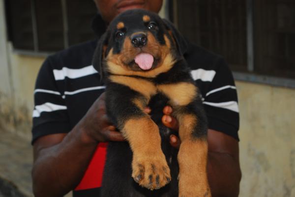 Daisy vom Folweiler | Rottweiler 