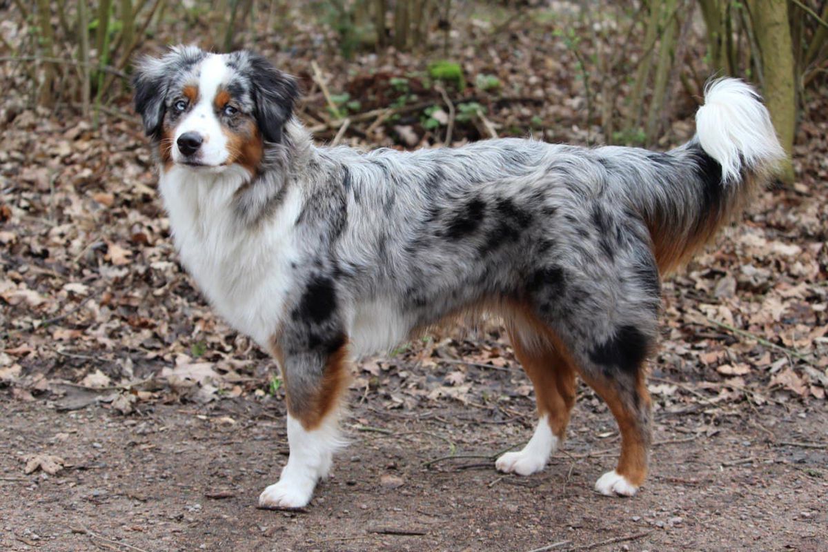 Snowleaf's Elanor | Australian Shepherd 