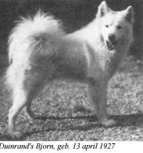 Duinrand's Bjorn | Samoyed 