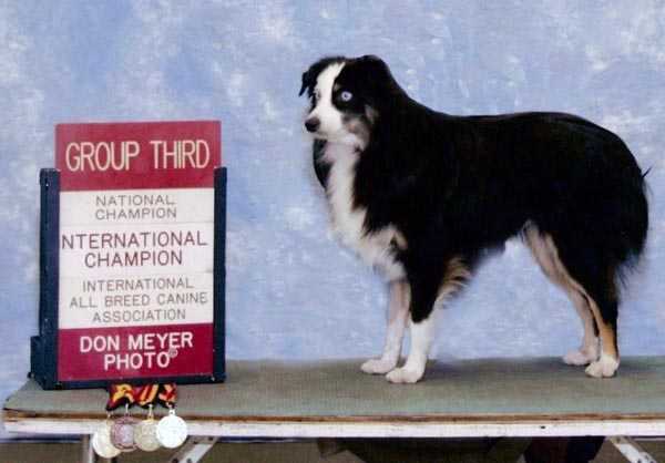 Porter's Black Tie Affair - Armani | Australian Shepherd 