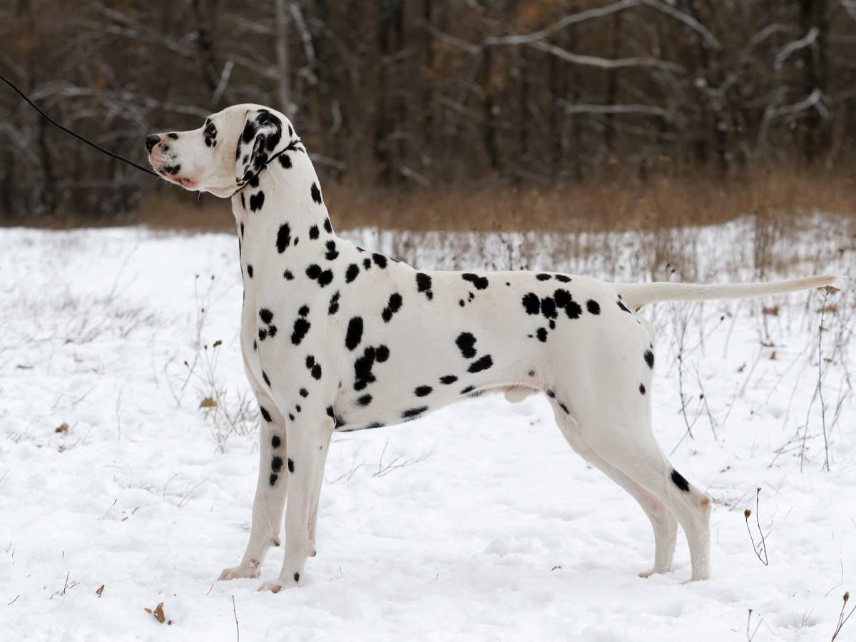 Jamiroquai The Astonishing | Dalmatian 