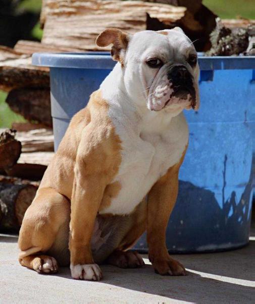 PB's Nyla | Olde English Bulldogge 