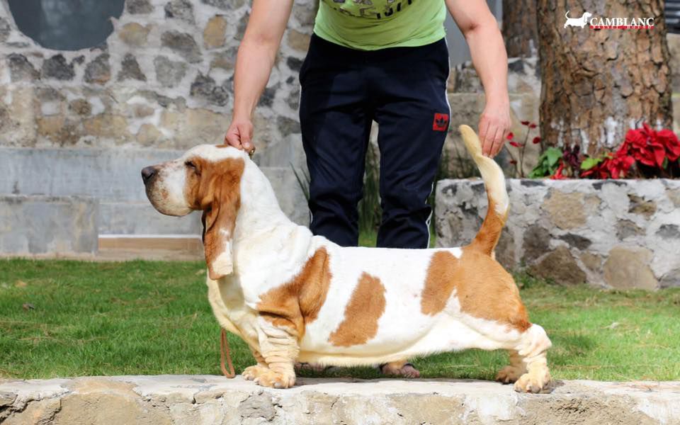 CAMBLANC Rey de Oros (Gómez/Almazán) Mex. FCI | Basset Hound 