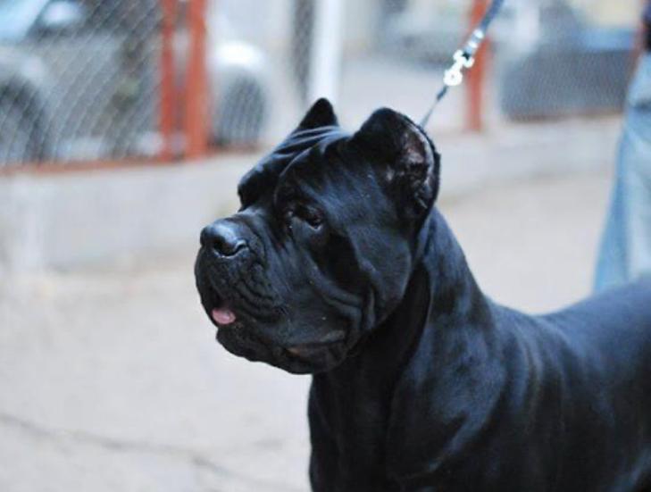 HIT OF SEASON DOCTOR'S MISTERY | Cane Corso 