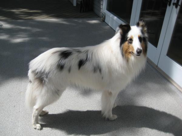 Romany's Sergeant Pepper | Rough Collie 