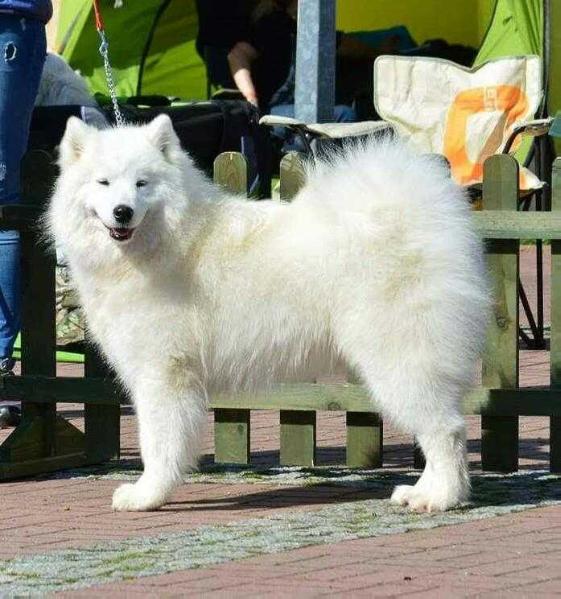 EILEN ODETTE Gold warden | Samoyed 