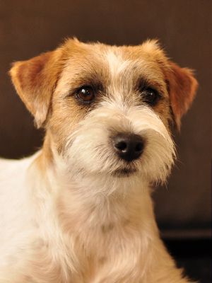 Scarlett Bevy JR Candy Stripe | Jack Russell Terrier 