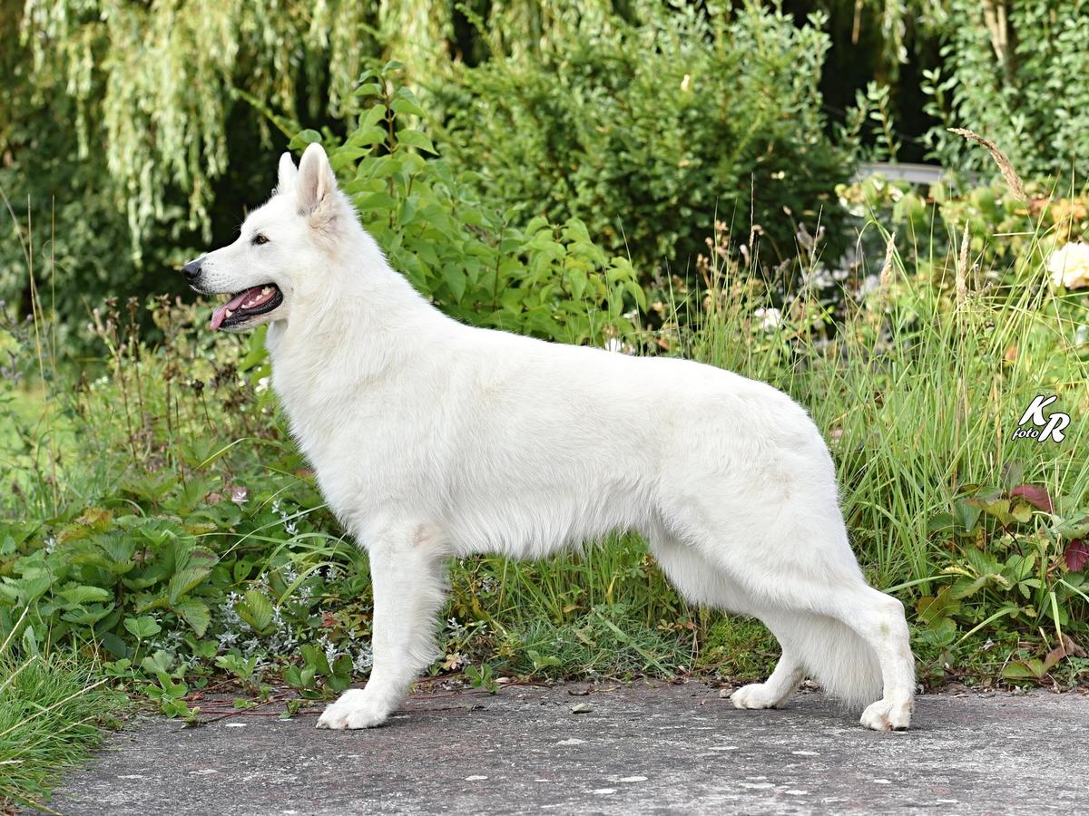 Boss of white Energy | White Swiss Shepherd Dog 