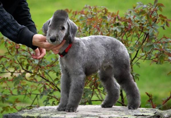 Galactic Defender Boondocker | Bedlington Terrier 