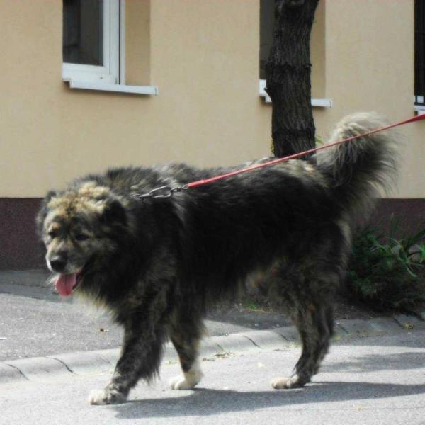 Karabah Királya Zasid | Caucasian Mountain Dog 