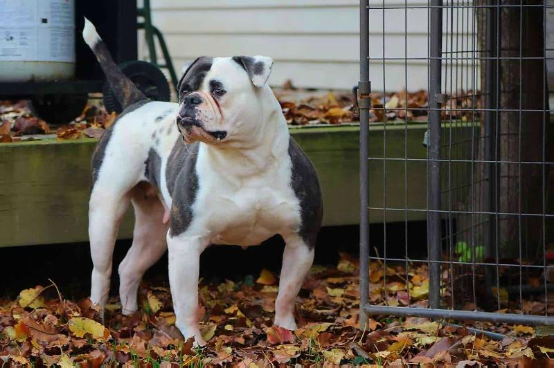 BGK's Georgia of OVB | American Bulldog 