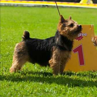 SKYSCOT'S MESCALITO | Norwich Terrier 