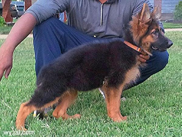 Luna ll von Wyzal | German Shepherd Dog 