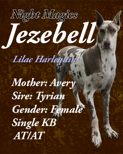 Night Magics Jezebell | Great Dane 