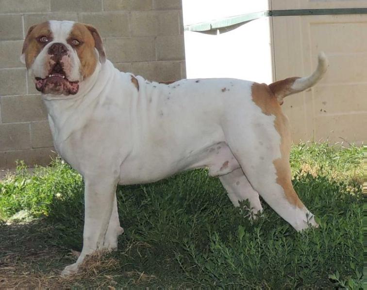 Bulldawg Battalions Bochy of Hardcore AB's | American Bulldog 