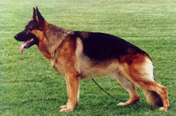 Huppy von Arlett | German Shepherd Dog 