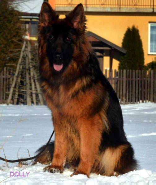 DOLLY-DOLAR z Tomickich Lasow | German Shepherd Dog 