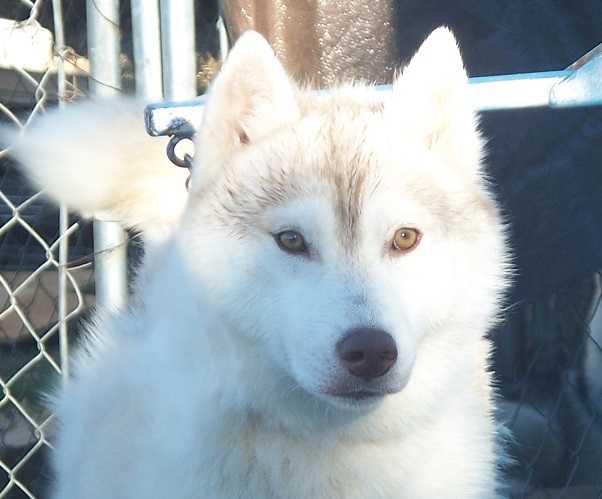 Taj Wayns Blonde Moon Sensation | Siberian Husky 