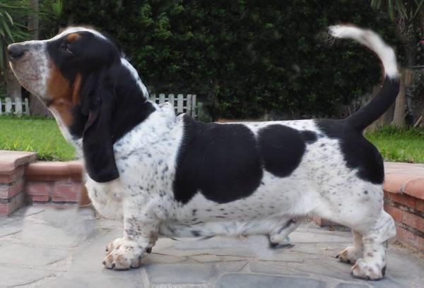 Varenne del maunik | Basset Hound 