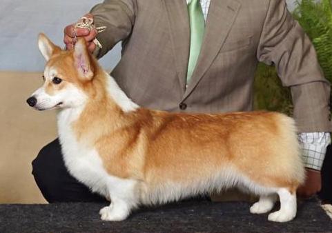 ALENCLAUD ARIZONA | Pembroke Welsh Corgi 