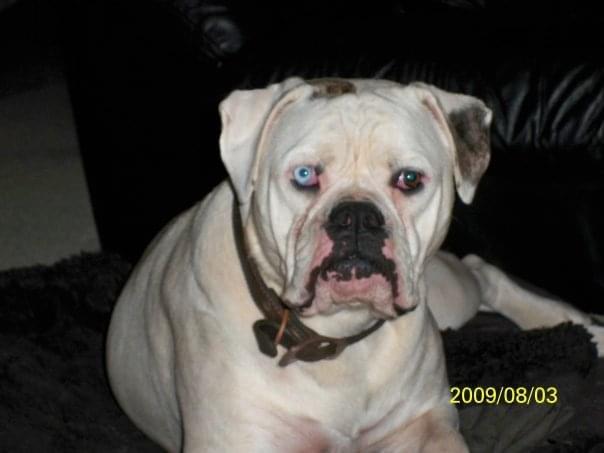 Carroll’s Isabella of Doc Dawgs | American Bulldog 