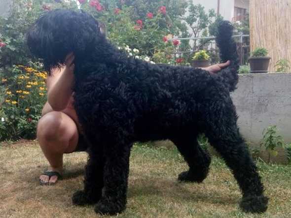 Frosty Bruno | Black Russian Terrier 