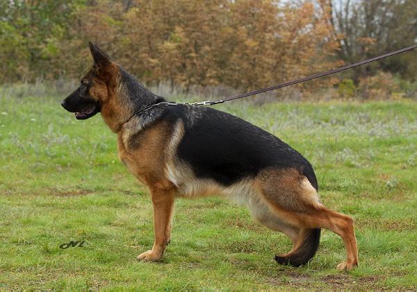 San-Rathelle Shalettie | German Shepherd Dog 