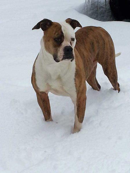 Crafts Old Line Red Roxy | American Bulldog 