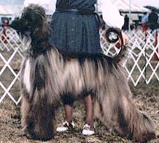 Sanallahs Spindrift | Afghan Hound 