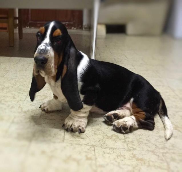 Chupito | Basset Hound 