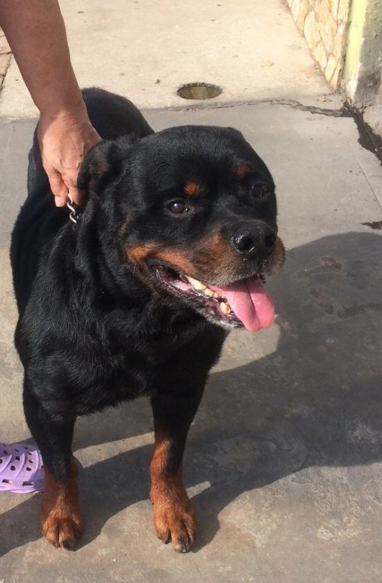 Cedric Casa Montbrun | Rottweiler 