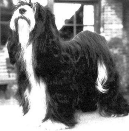 JIGME BORGI FROM THE GOOD HEATH | Tibetan Terrier 