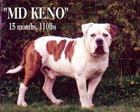 MD Keno (Sampson x Buckie) | Olde English Bulldogge 