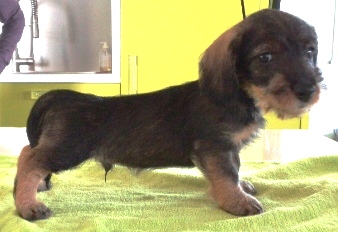 Rollo N/D | Dachshund 