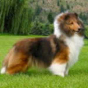 PaRays Perfect Timing | Shetland Sheepdog 