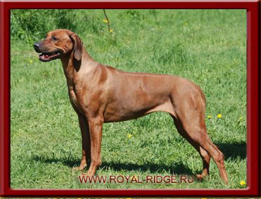 Birma Red | Rhodesian Ridgeback 