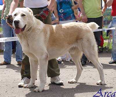 Ubarlash Oglan Klovi | Central Asian Shepherd Dog 
