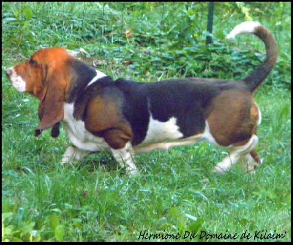 hermione du domaine de kilaim | Basset Hound 