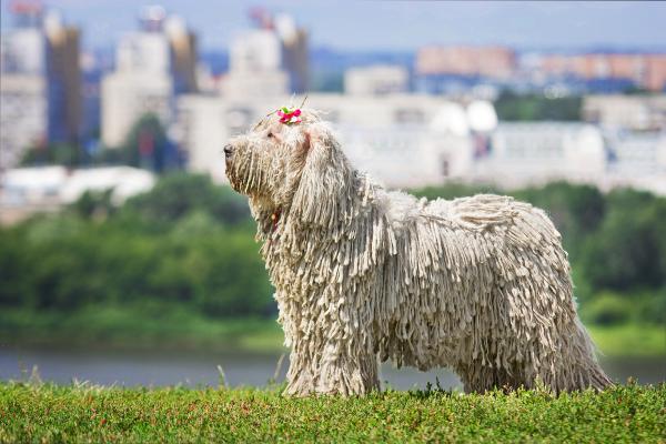 Ros b'Riz flems of love | Komondor 