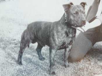 Wystaff Warfare | Staffordshire Bull Terrier 