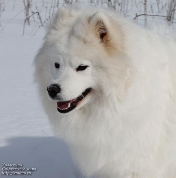 Charovnitsa iz Moskovskoy Metely | Samoyed 