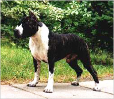 Gang-Staff Thunder Bolt of Vita Kenbo | American Staffordshire Terrier 